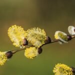 Pollen and allergies.