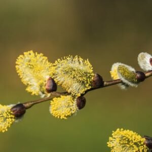 Spring Allergies and Morning Swelling: What’s Really Behind Puffy Eyes This Season