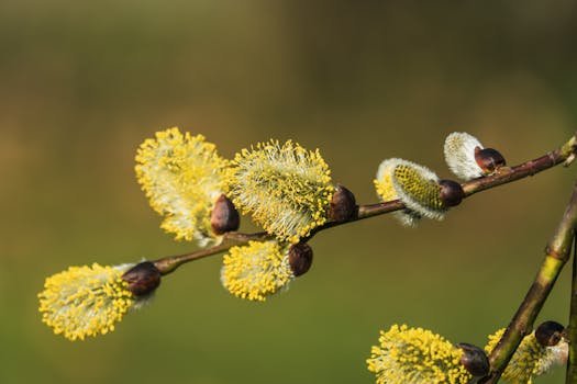Read more about the article Spring Allergies and Morning Swelling: What’s Really Behind Puffy Eyes This Season
