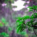 A close-up of a green tree branch drenched in rain, with fresh droplets clinging to the leaves and a soft, blurred background that suggests a humid, rainy day.
