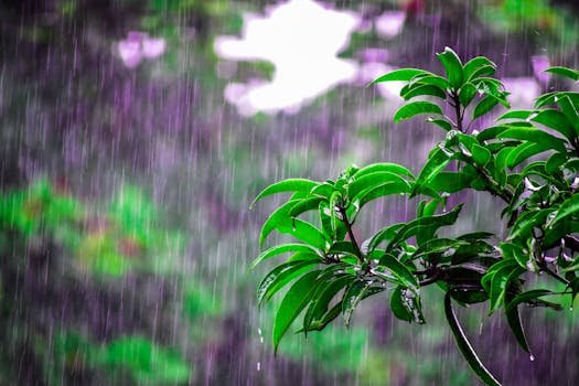 A close-up of a green tree branch drenched in rain, with fresh droplets clinging to the leaves and a soft, blurred background that suggests a humid, rainy day.